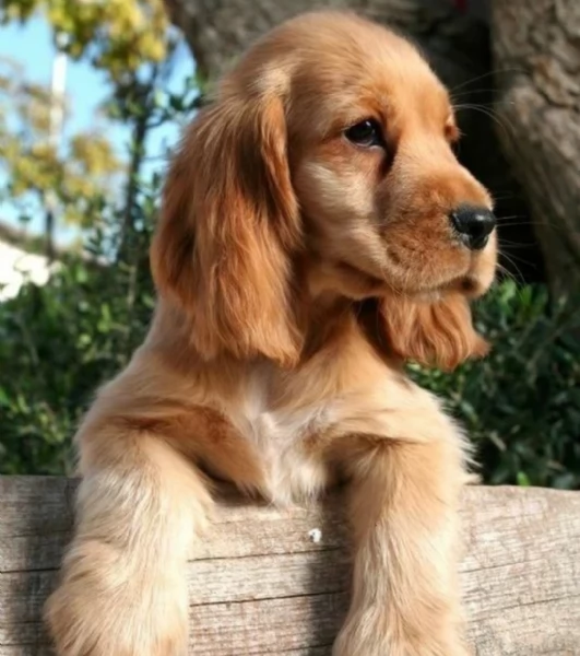 regalo cuccioli coker spaniel i cuccioli vengono consegnati con svezzamento , primo vaccino, librett