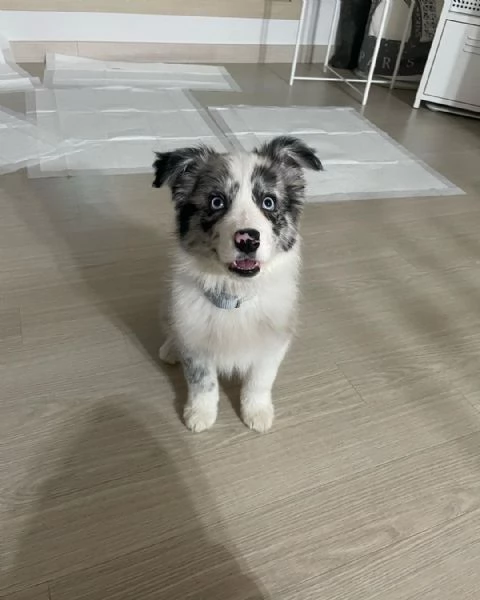 regalo bellissimi cuccioli allevati border collie , colore bianco e nero. due e una feminuccia masch
