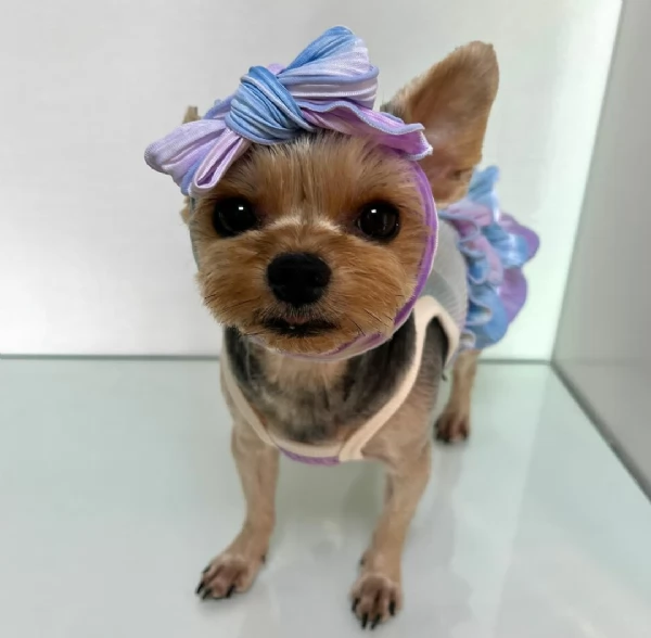 regalo cuccioli di razza yokshire  consegna con il libretto sanitario,  il michrochip, vaccinati e s