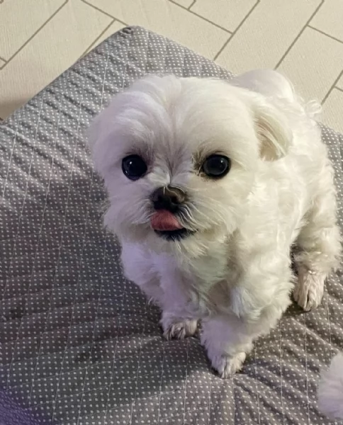 regalo cuccioli di razza maltese consegna con il libretto sanitario,  il michrochip, vaccinati e sve