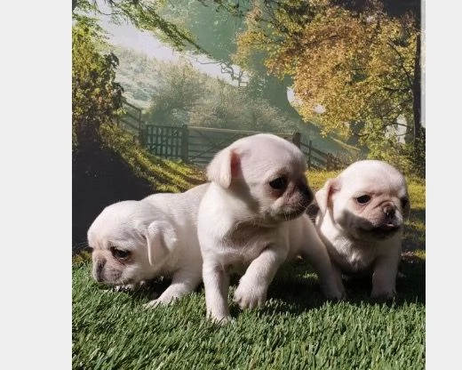 Cuccioli di carlino | Foto 1