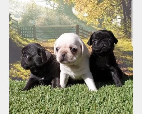 Cuccioli di carlino | Foto 0