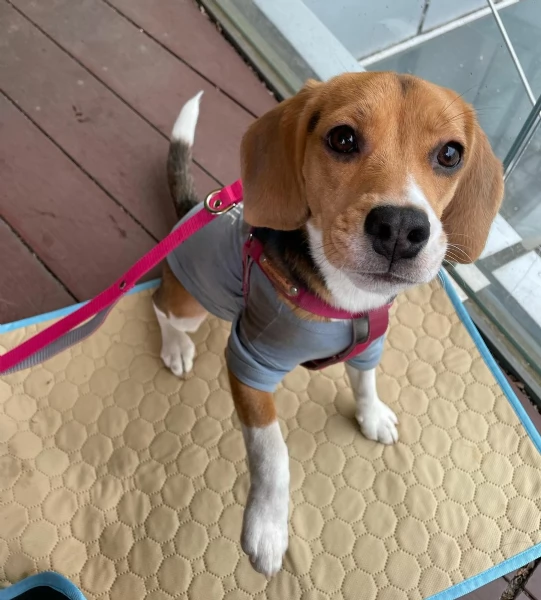 Regalo cucciolo Regalo cucciolo Dolce e bellissimo beagle, offriamo i nostri cuccioli maschi e femmi