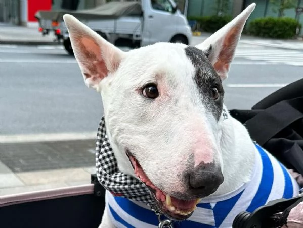 regarlo cuccioli di bull terrier bellissima cucciolata cerca una nuova famiglia, 4 maschi e 3 femmin