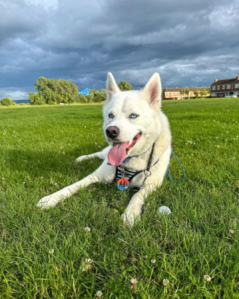 regalo cuccioli di razza siberiano husky consegna con il libretto sanitario,  il michrochip, vaccina