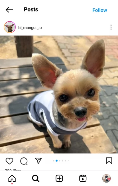 regalo cuccioli di razza yokshire  consegna con il libretto sanitario,  il michrochip, vaccinati e s