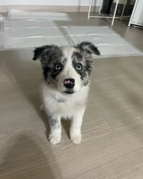 adorabili cuccioli di border collie femminucce e maschietti disponibili . i cuccioli sono vaccinati 