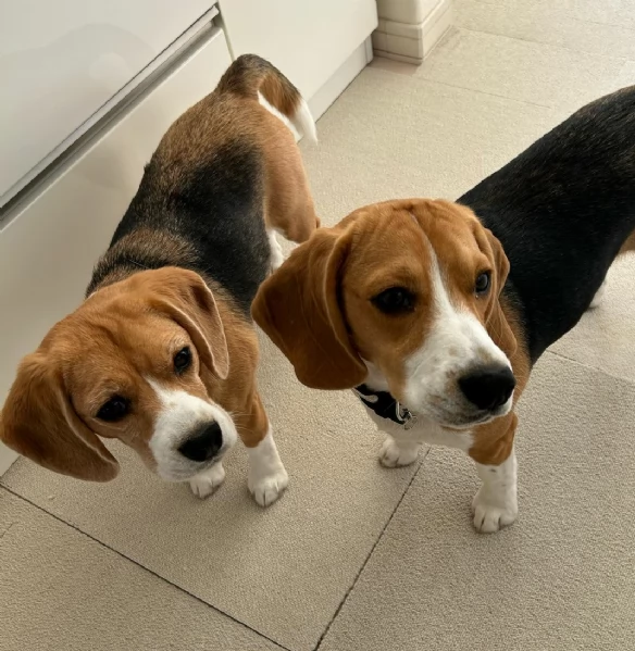 regalo cuccioli dolce e bella beagle stiamo dando questi nostri cuccioli sani maschi e femmine in un
