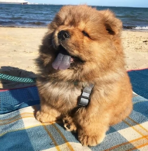 regarlo chow chow cuccioli bellissima cucciolata cerca una nuova famiglia, 4 maschi e 3 femmine, 60 