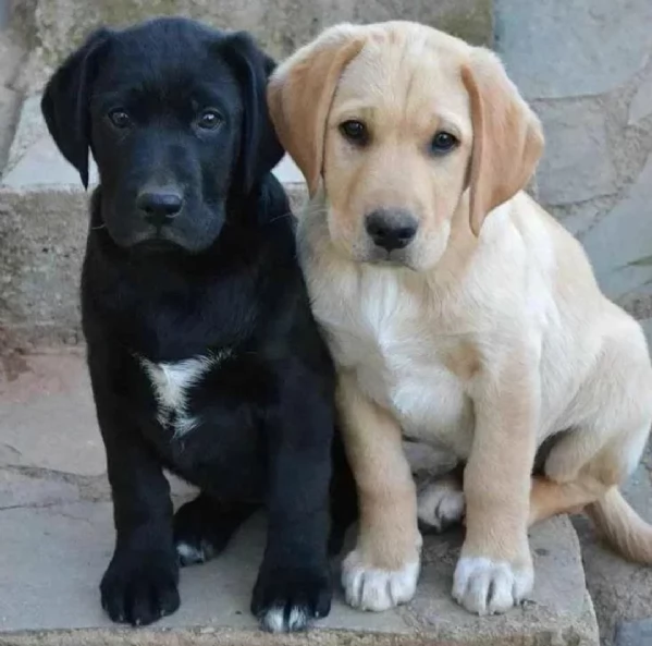 regalo bello labrador cuccioli maschi e femmine bello labrador , maschio e femmina, sverminato, con 
