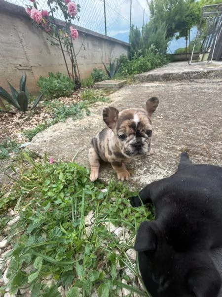 bulldog francese  | Foto 6