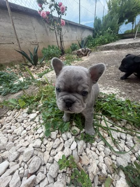 bulldog francese  | Foto 4