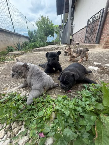 bulldog francese  | Foto 3