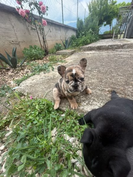 bulldog francese  | Foto 1