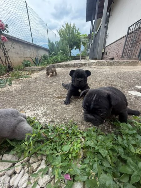 bulldog francese  | Foto 0