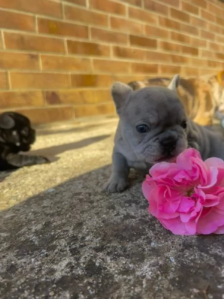 bulldog francese  | Foto 6
