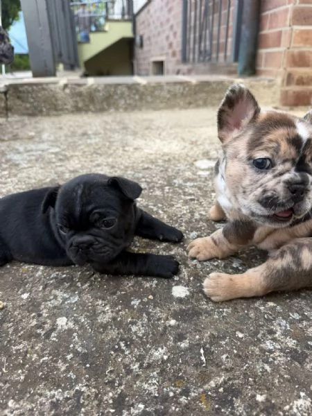 bulldog francese  | Foto 5