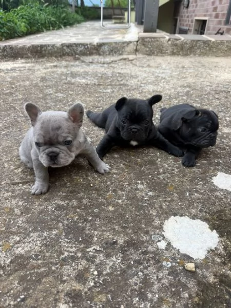 bulldog francese  | Foto 4