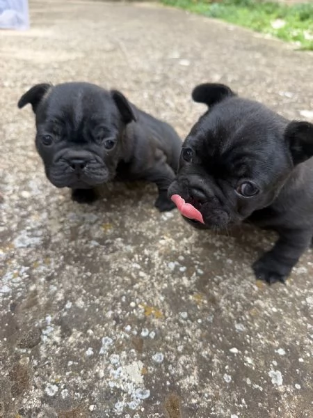 bulldog francese  | Foto 3