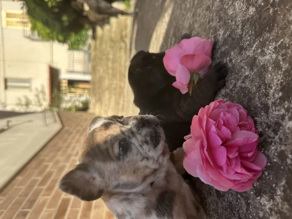 bulldog francese  | Foto 2