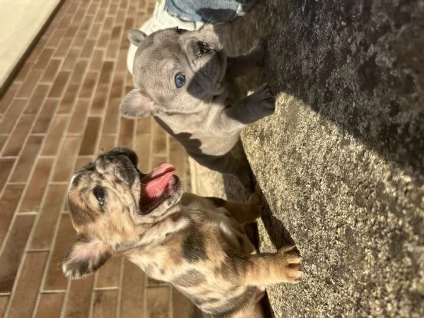 bulldog francese  | Foto 1