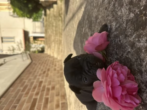 bulldog francese  | Foto 0