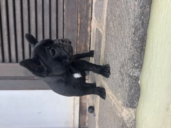 bulldog francese nero | Foto 3