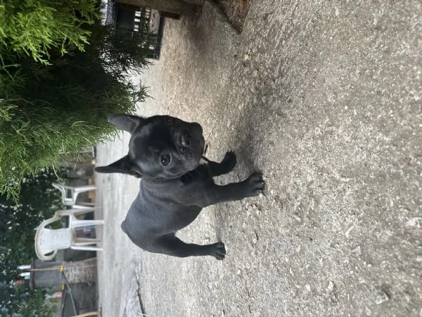 bulldog francese nero | Foto 2