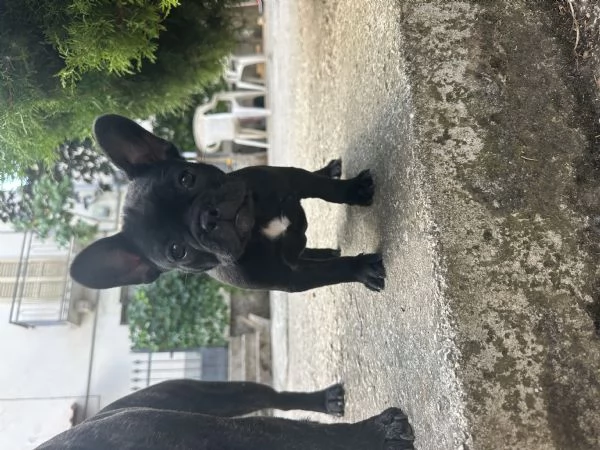 bulldog francese nero | Foto 1