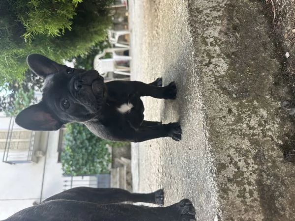 bulldog francese nero | Foto 0