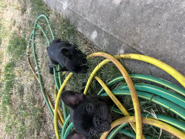 bulldog francese nero | Foto 6