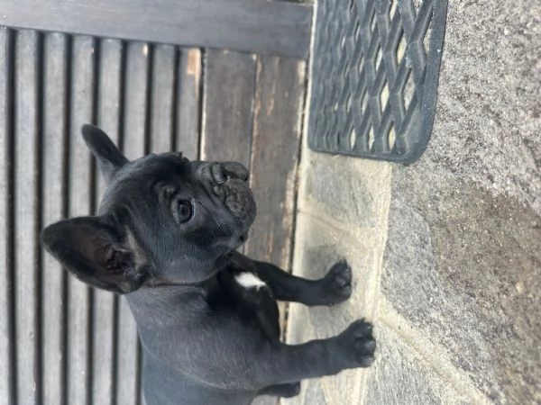 bulldog francese nero | Foto 5