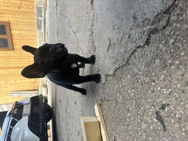 bulldog francese nero | Foto 3