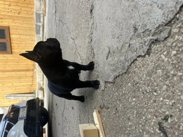 bulldog francese nero | Foto 2