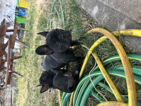 bulldog francese nero | Foto 1