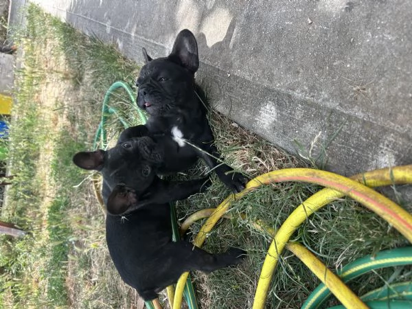 bulldog francese nero | Foto 0
