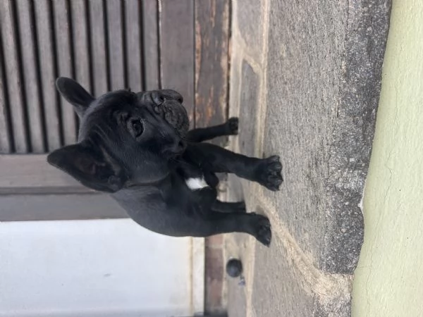 bulldog francese  | Foto 3