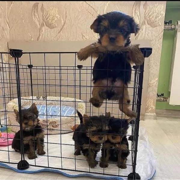 Regalo cucciolo REGALO YORKSHIRE 