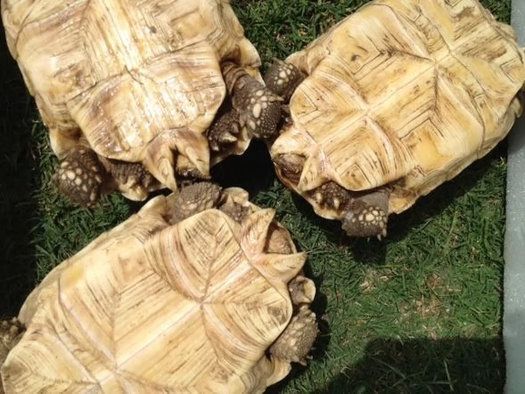 Giovani Sulcata | Foto 3