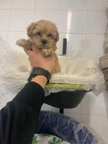 Giovani Sulcata | Foto 2