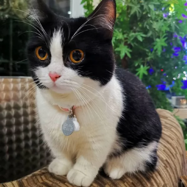 Vendita cucciolo Munchkin 