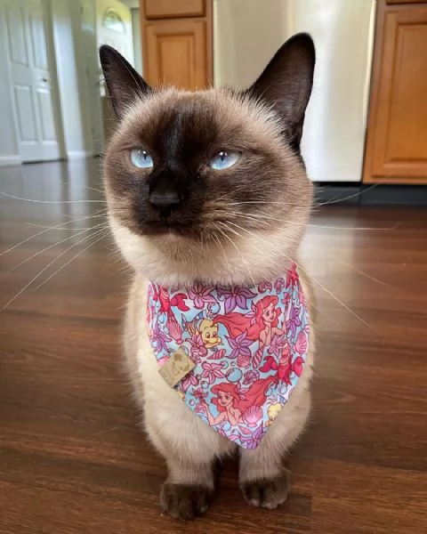 Vendita cucciolo Munchkin  | Foto 1