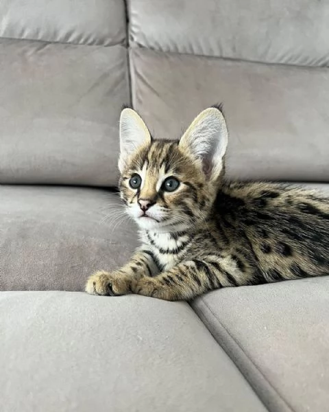 Vendita cucciolo Munchkin  | Foto 0