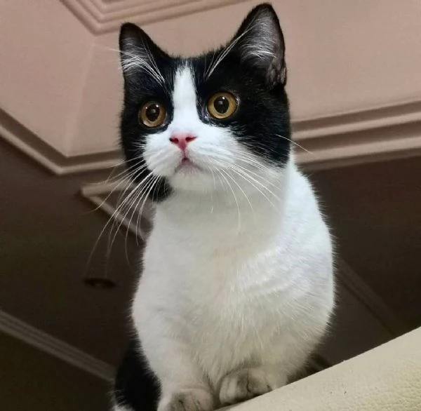 FELIX, GATTINO DI 3 MESI 