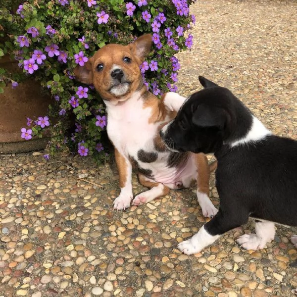 FELIX, GATTINO DI 3 MESI  | Foto 0