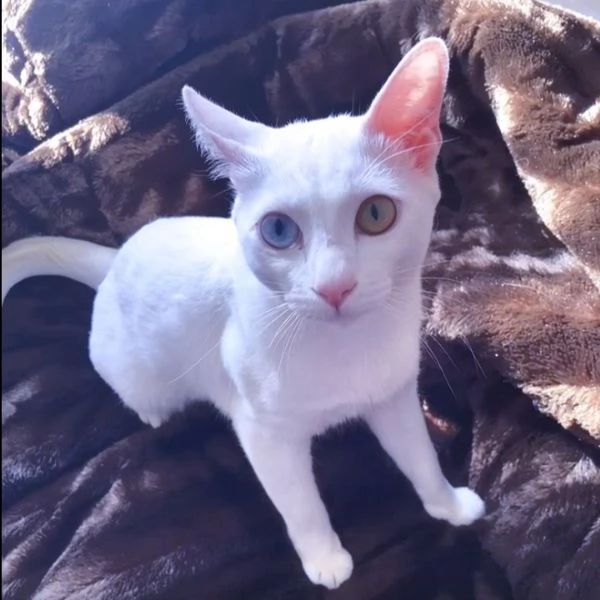 CHIHUAHUA TOY  | Foto 0