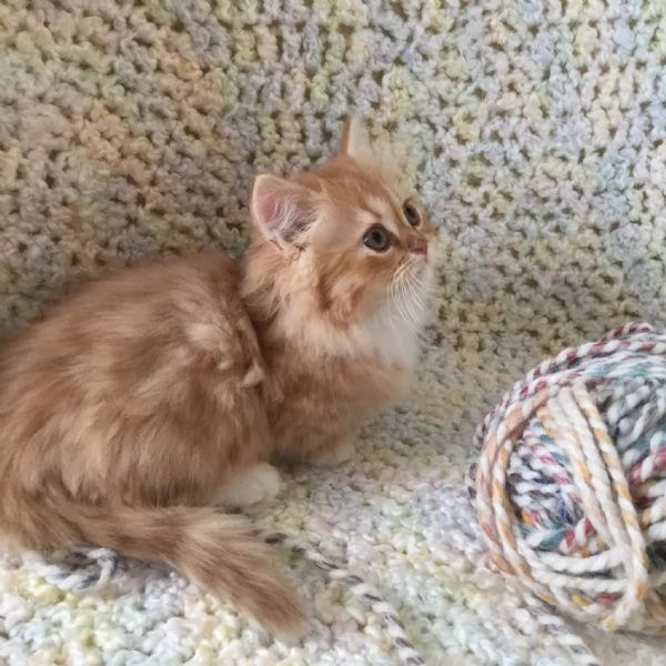 Gattini persiani | Foto 6