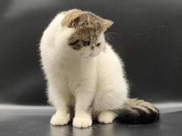 Gattini persiani | Foto 5