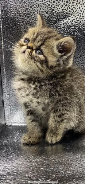 Gattini persiani | Foto 3