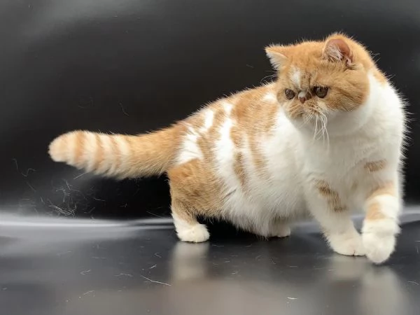 Gattini persiani | Foto 2